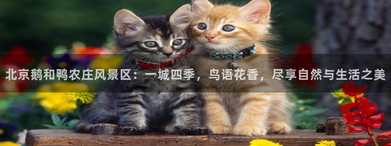 天辰娱乐官