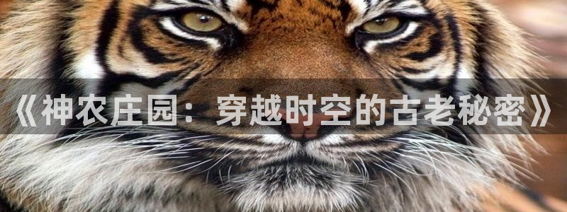 天辰娱乐总管
